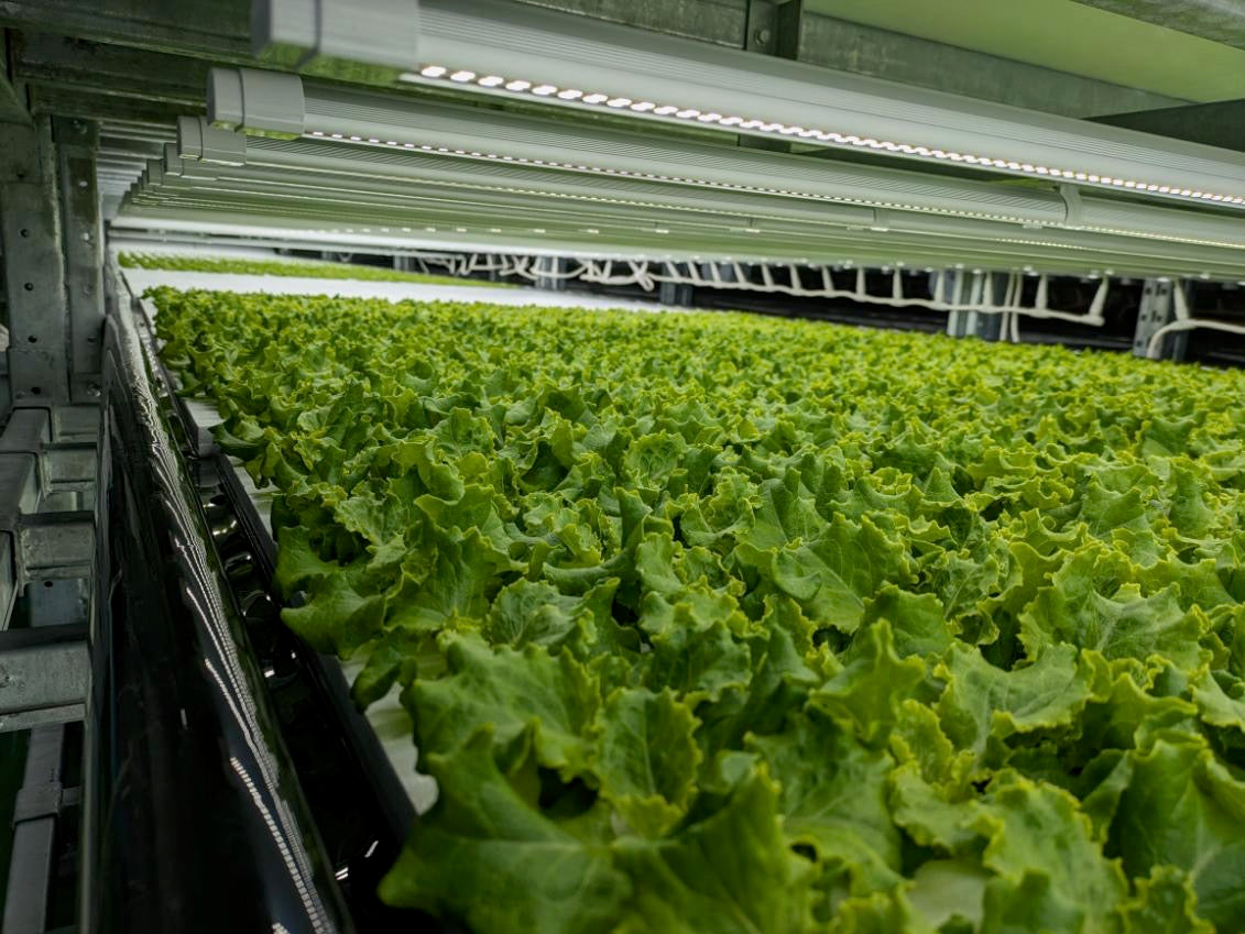 Plant-level environmental intelligence inside a vertical farm